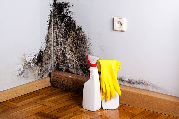 Mold Odor Removal Services in St Clair, PA